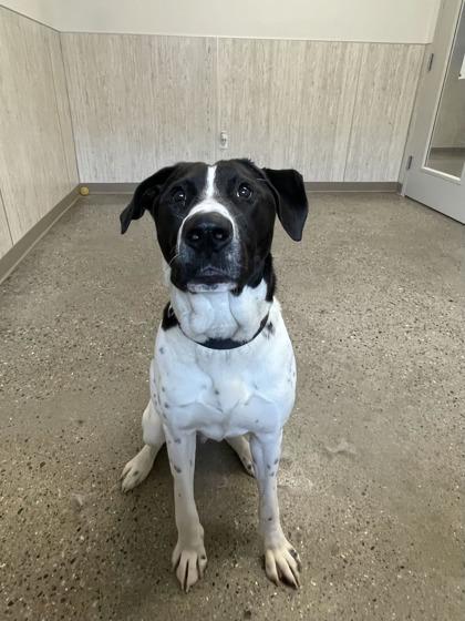 Leo, a Adoptable mixed breed in Lafayette, IN image 2/3