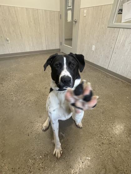 Leo, a Adoptable mixed breed in Lafayette, IN image 3/3