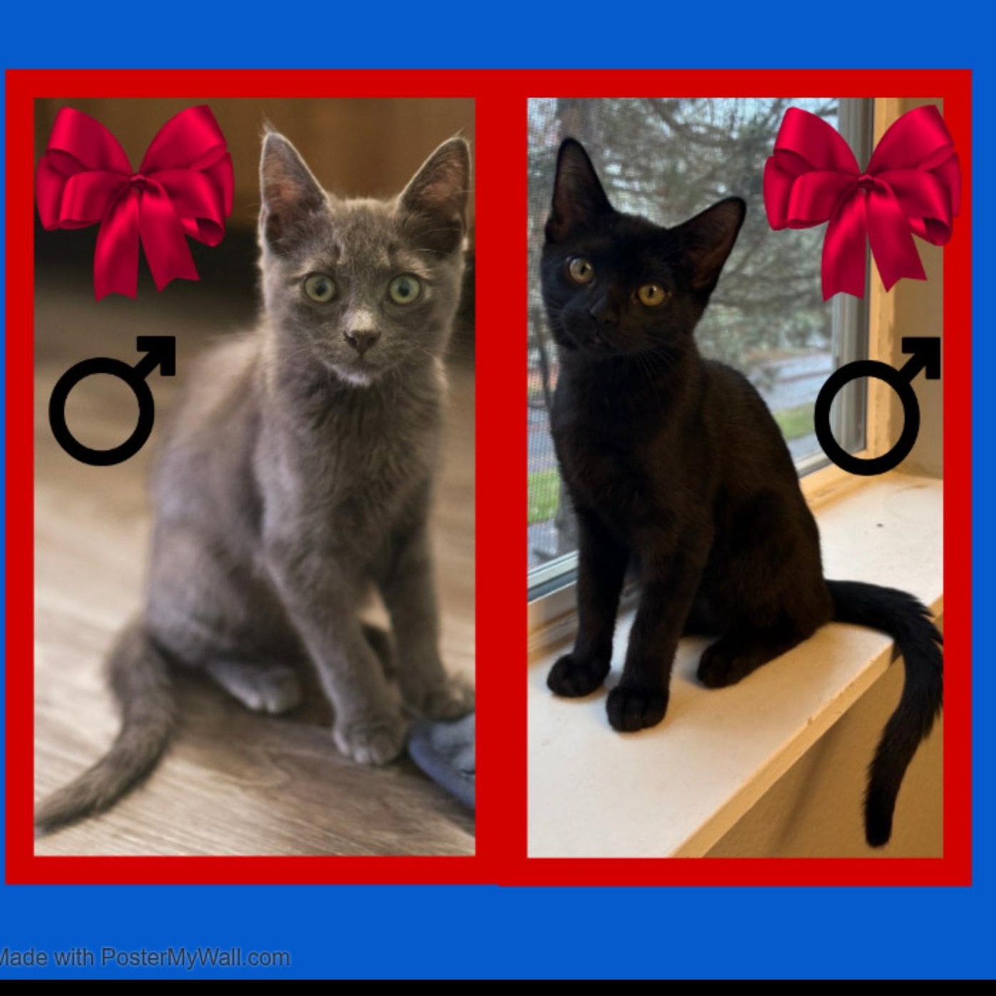 Cobble & Gravel BOYS, Adoptable, Kitten Male Domestic Short Hair.