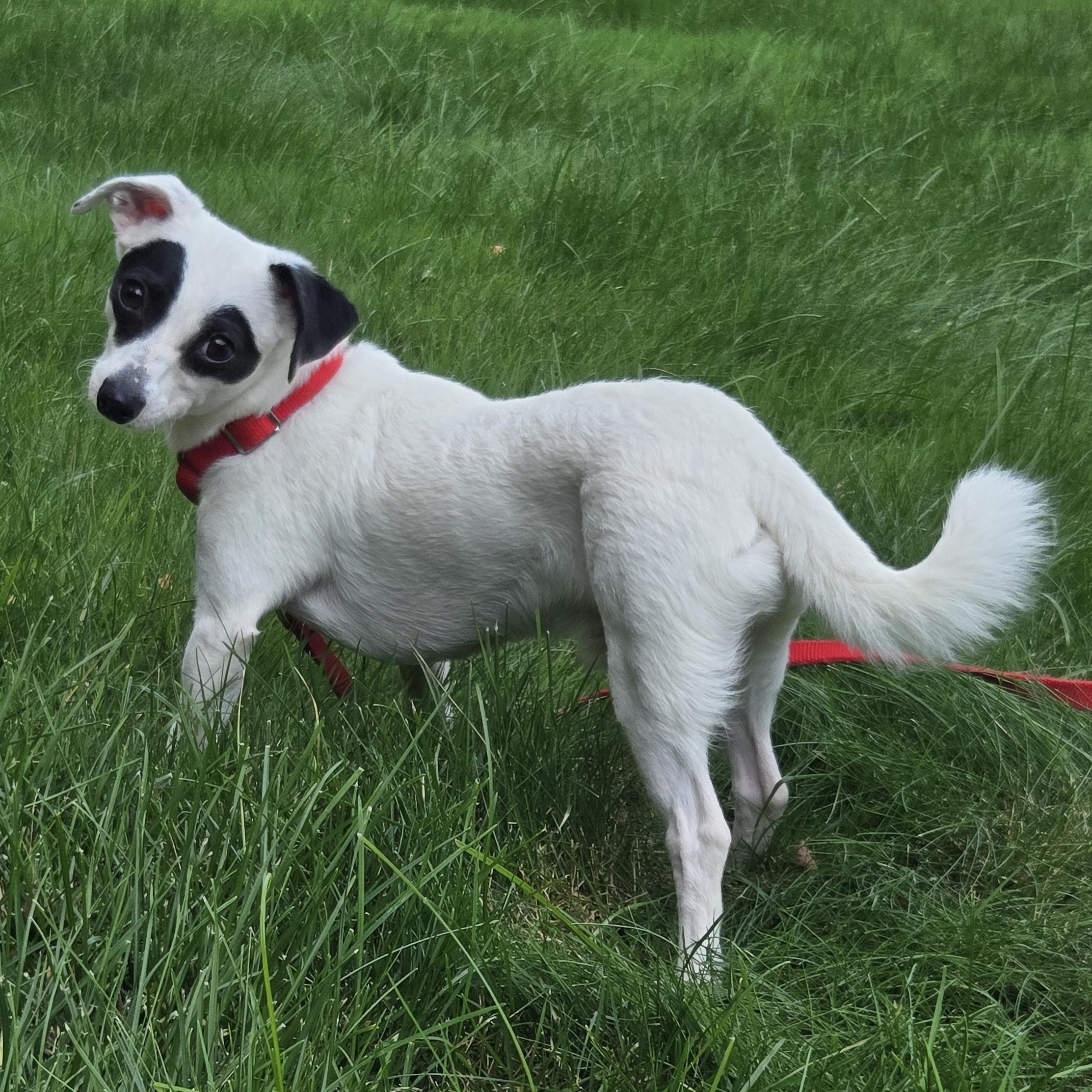 Enlarge Milo, a ADOPTABLE mixed breed in Concord, OH image 2/5