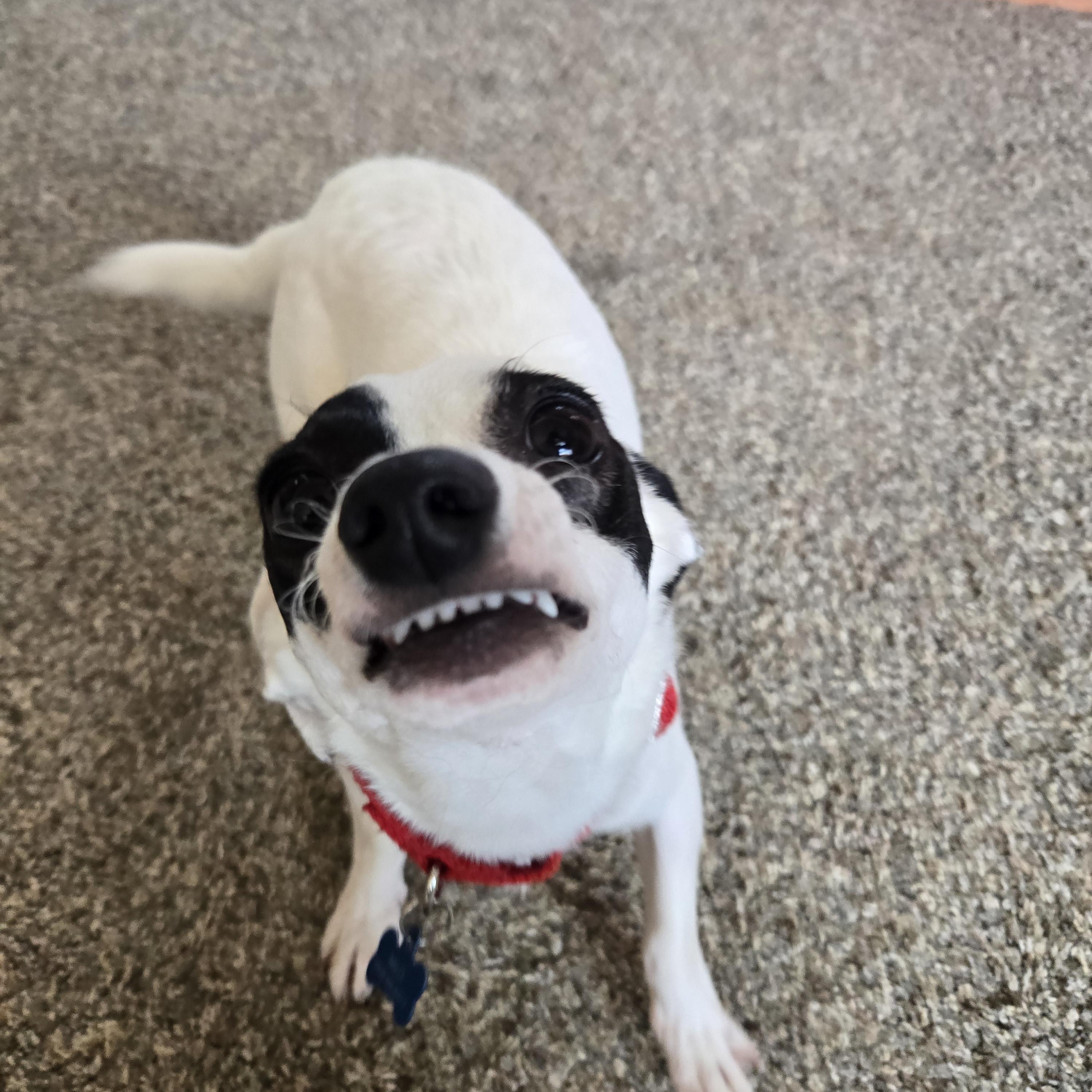 Enlarge Milo, a ADOPTABLE mixed breed in Concord, OH image 4/5