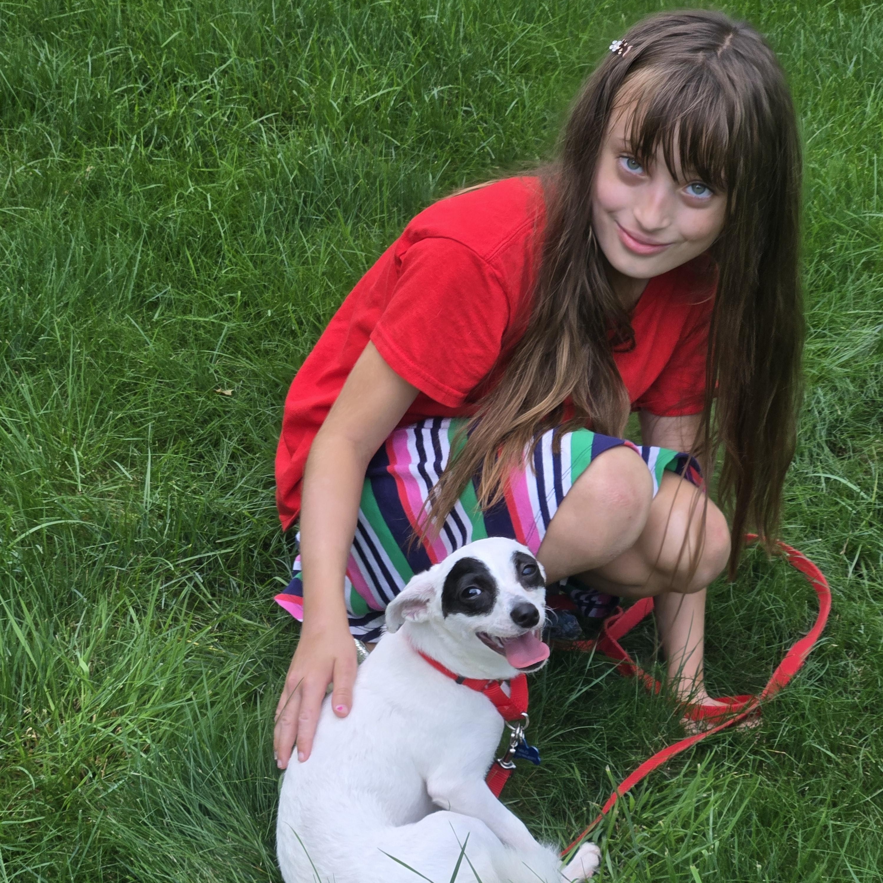 Enlarge Milo, a ADOPTABLE mixed breed in Concord, OH image 3/5