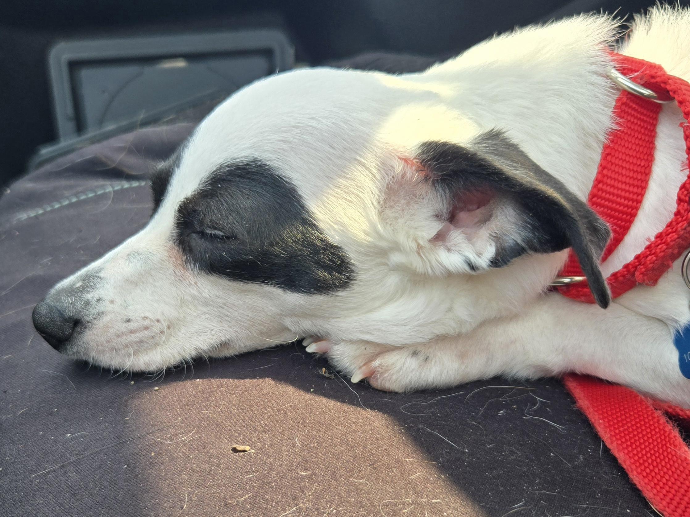 Enlarge Milo, a ADOPTABLE mixed breed in Concord, OH image 5/5