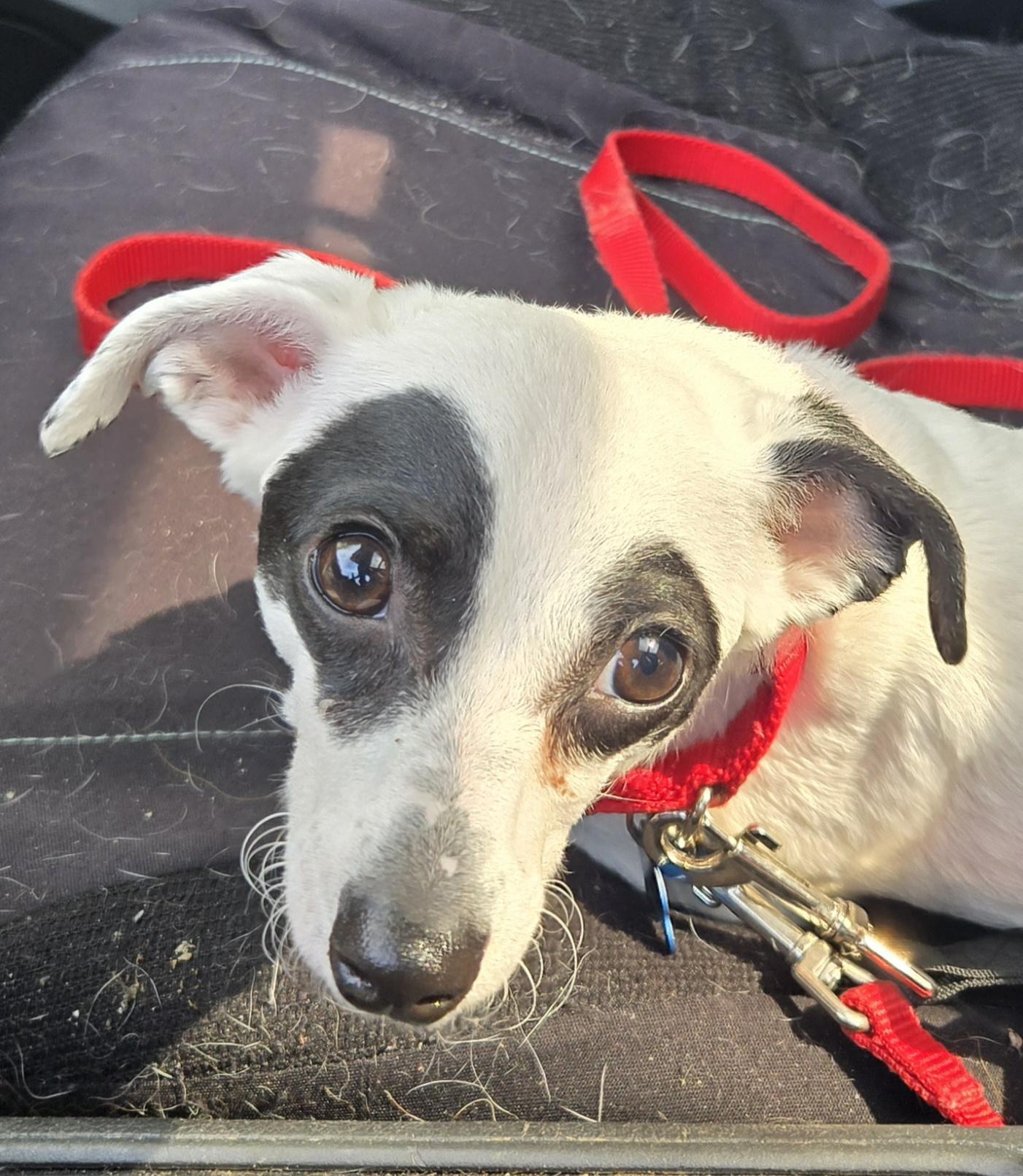 Milo, ADOPTABLE, Young Male Rat Terrier & Chihuahua.