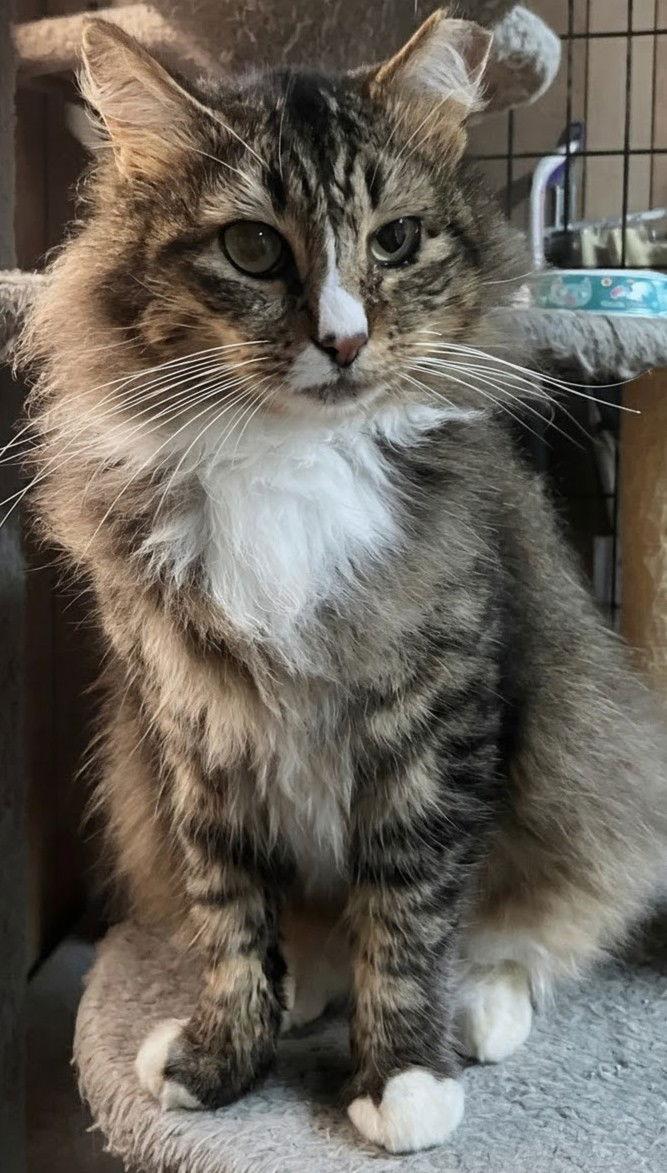 Siegfried 1.1.25, Adoptable, Adult Male Domestic Long Hair & Maine Coon.