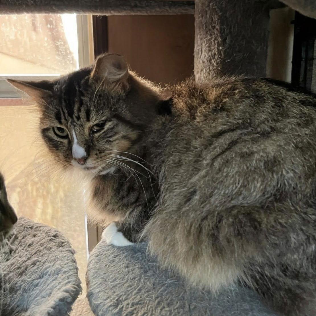 Enlarge Siegfried 1.1.25, a Adoptable mixed breed in Apopka, FL image 2/3