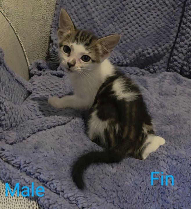 Fin, Baby Male American Shorthair