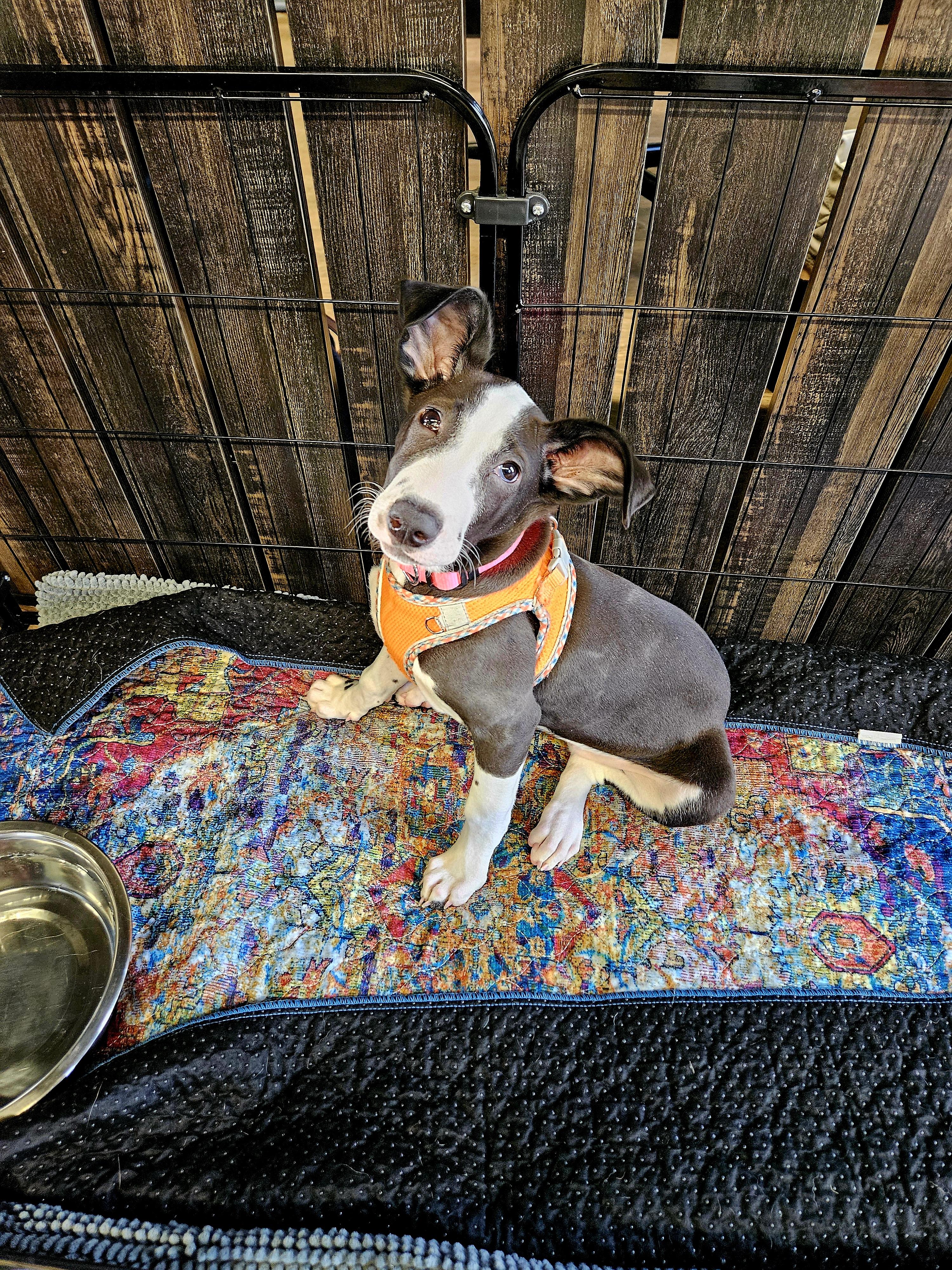 Mini, ADOPTABLE, Young Female Mixed Breed.