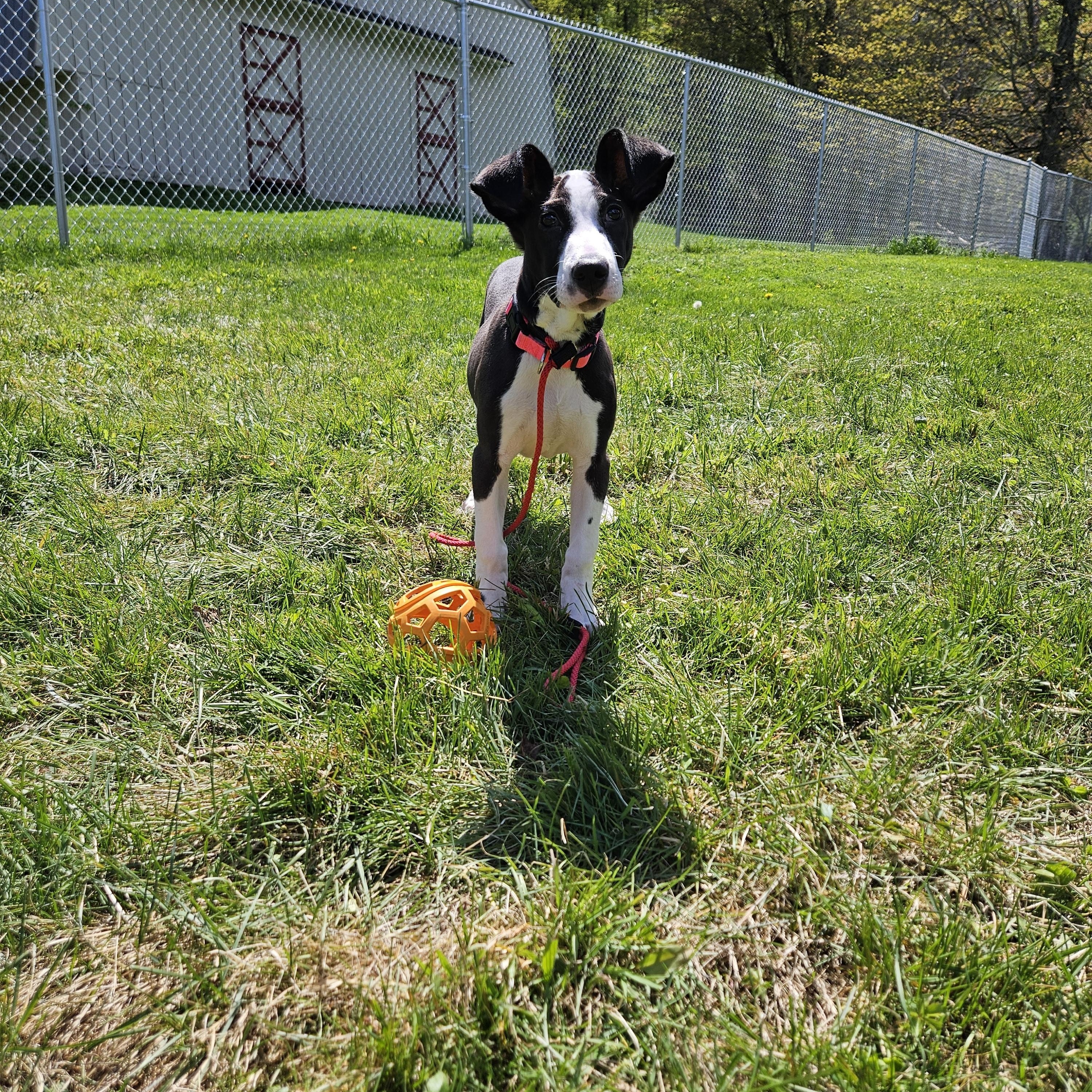 Mini, ADOPTABLE, Young Female Mixed Breed.