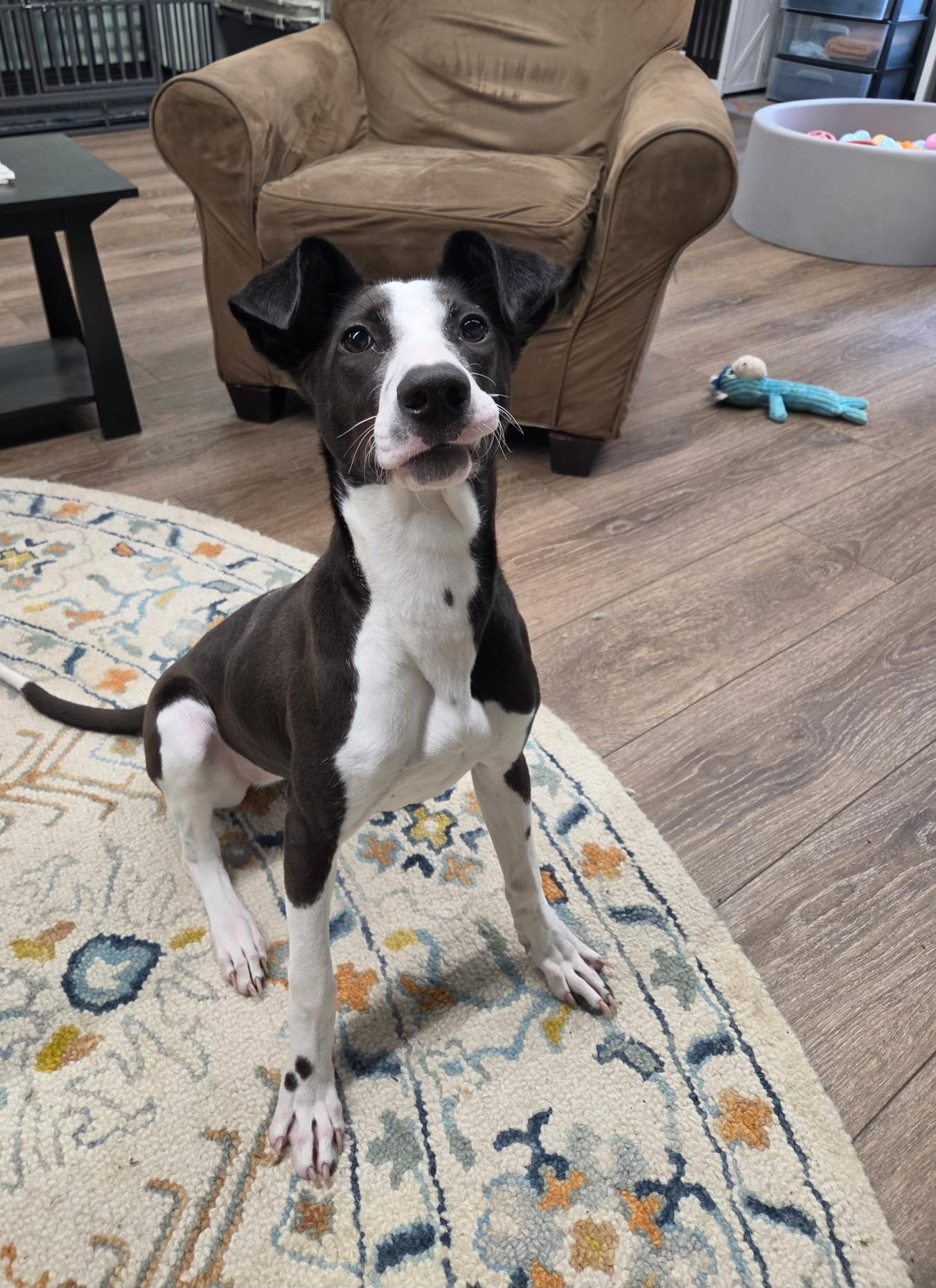 Enlarge Mini, a ADOPTABLE mixed breed in North Abington Township, PA image 1/3