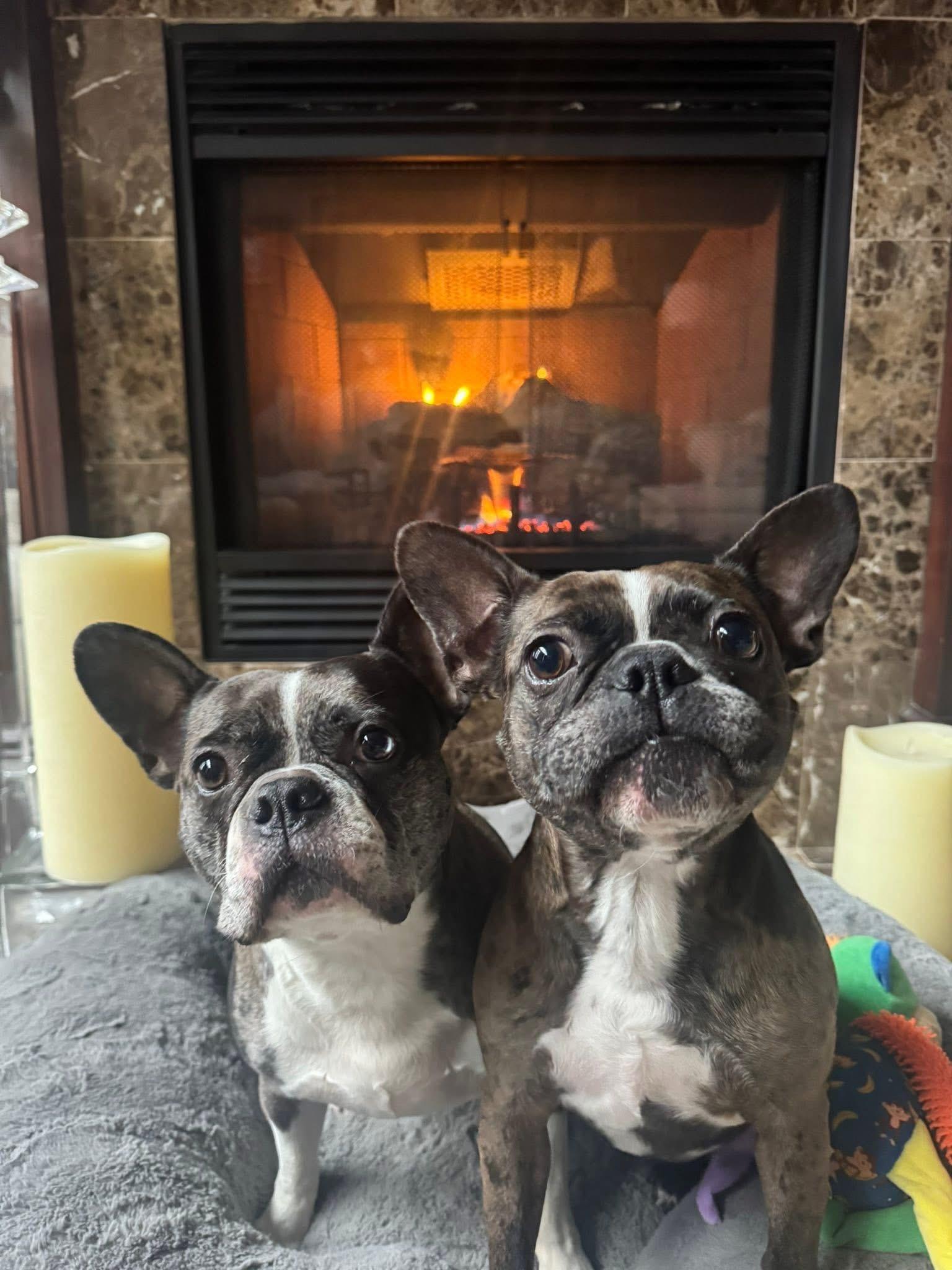 Enlarge Socks and Nola -Bonded Pair, an adopted mixed breed in Solon, OH image 1/6