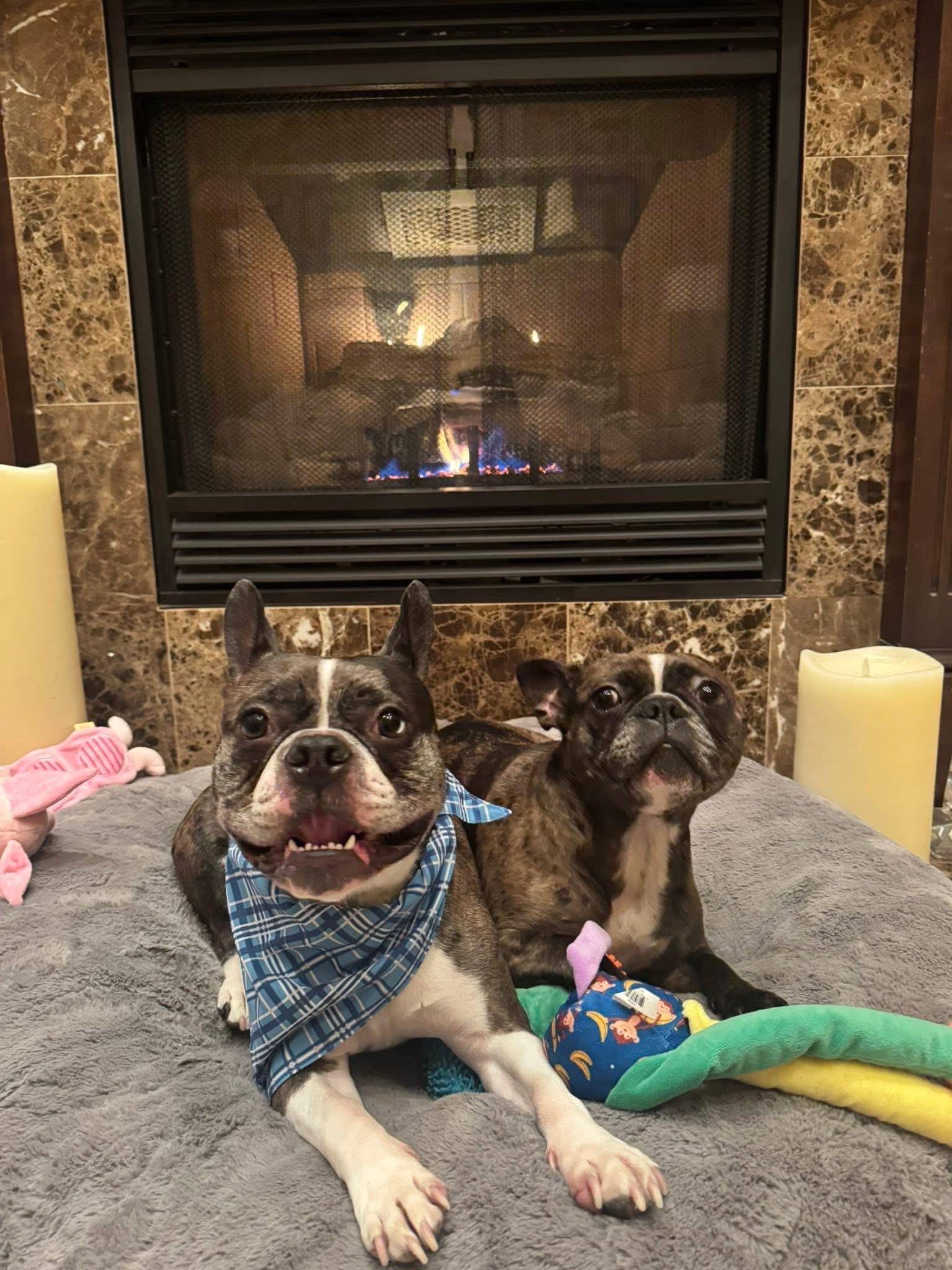 Enlarge Socks and Nola -Bonded Pair, an adopted mixed breed in Solon, OH image 5/6