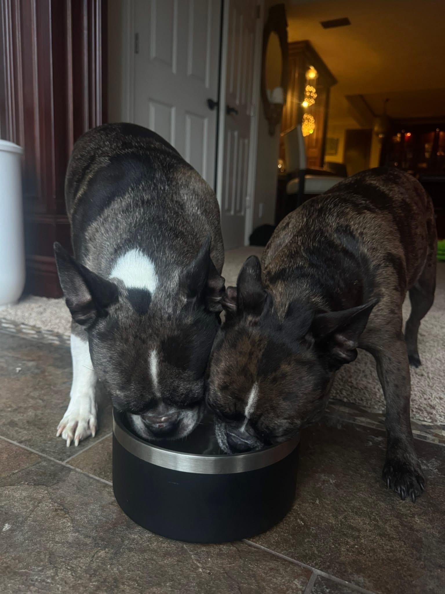 Enlarge Socks and Nola -Bonded Pair, an adopted mixed breed in Solon, OH image 4/6