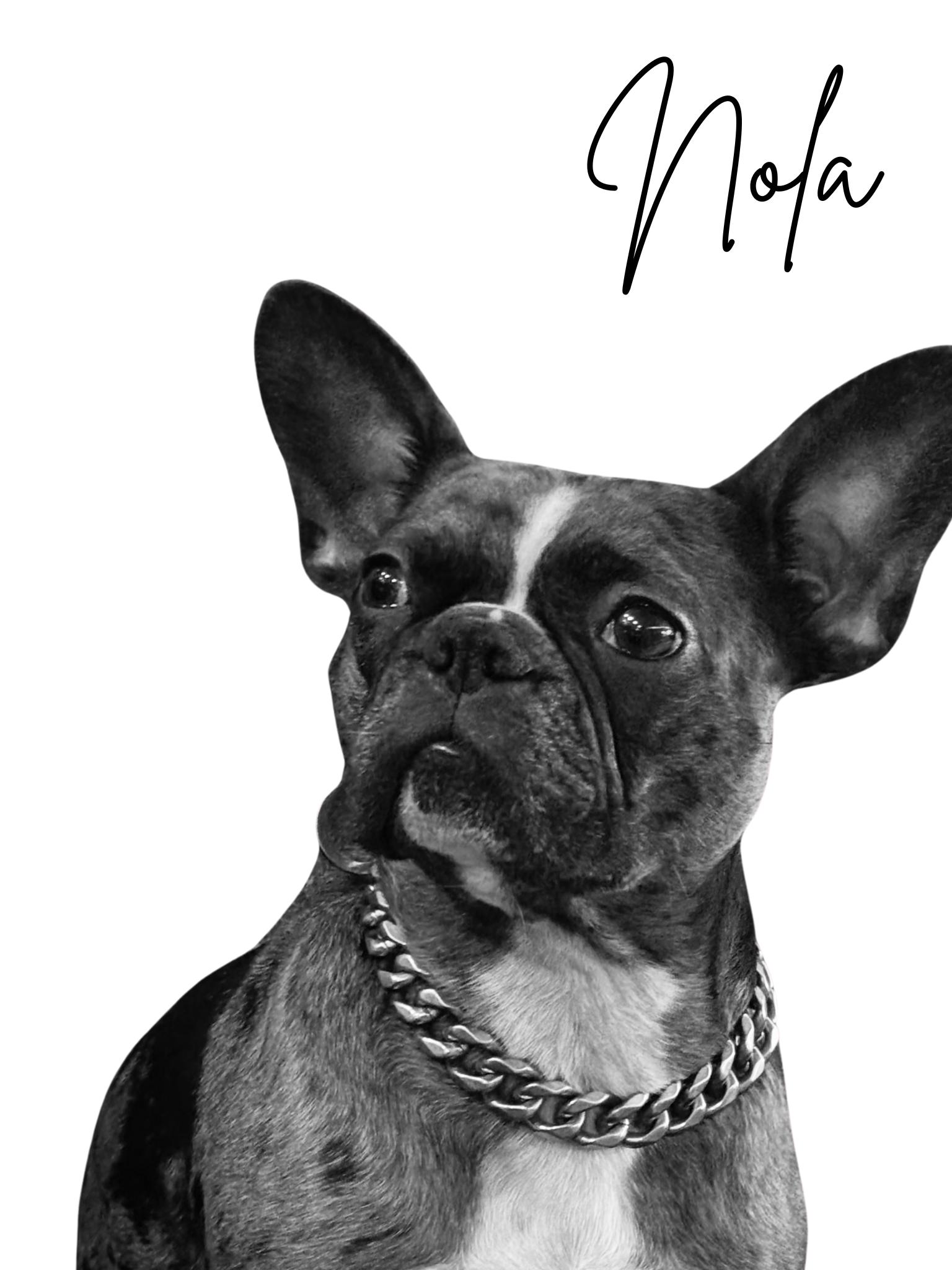 Enlarge Socks and Nola -Bonded Pair, an adopted mixed breed in Solon, OH image 3/6