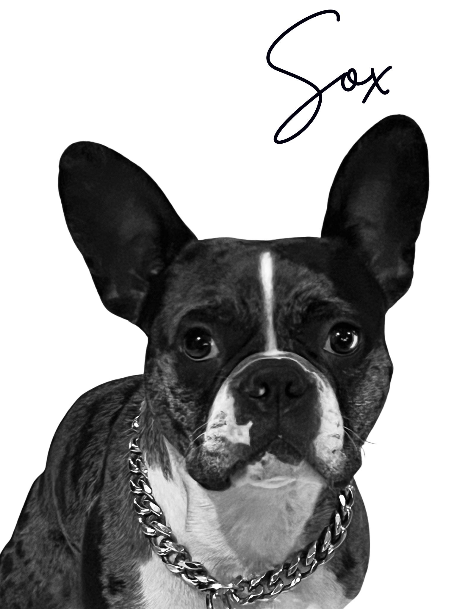 Enlarge Socks and Nola -Bonded Pair, an adopted mixed breed in Solon, OH image 2/6