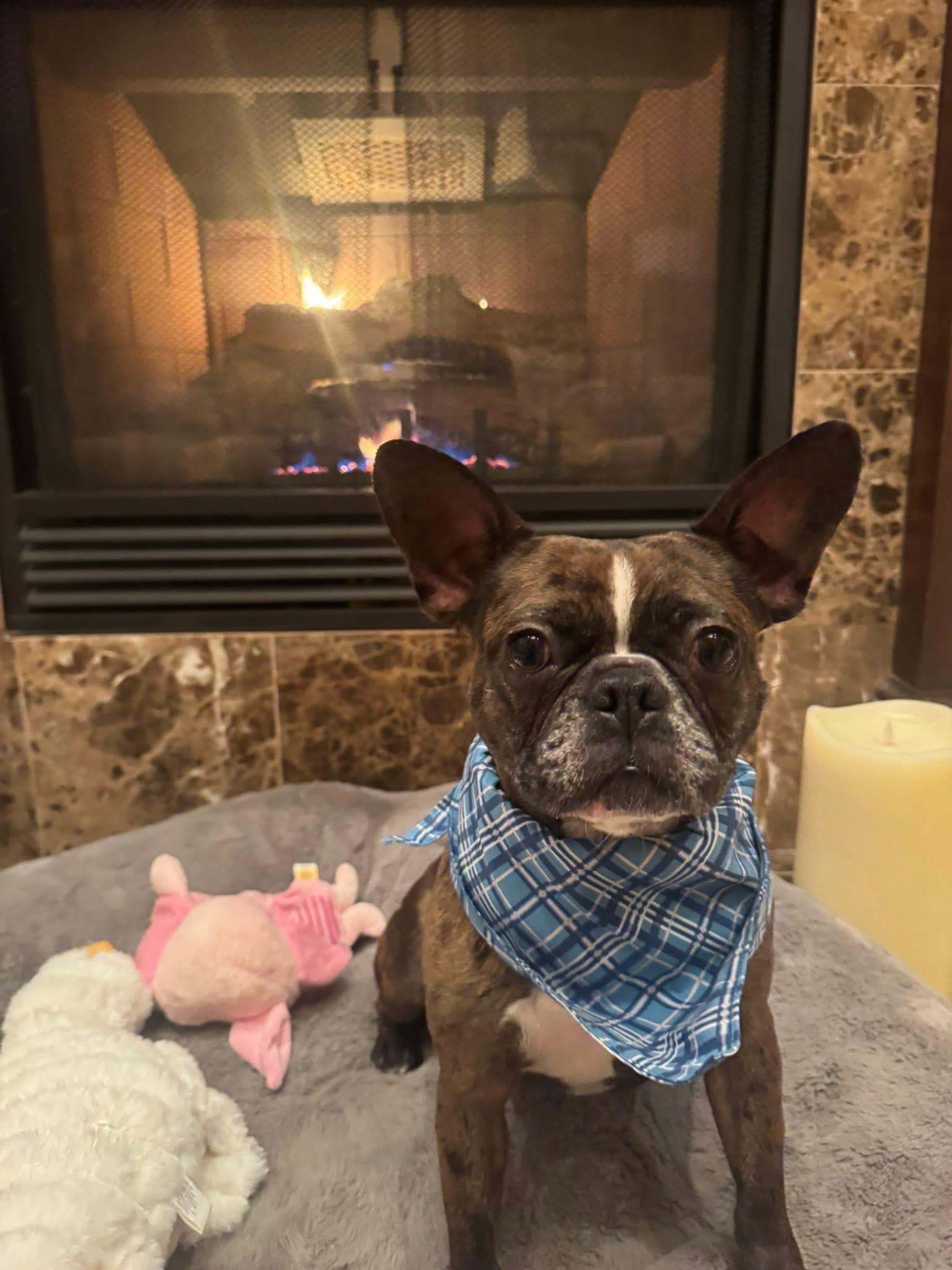 Enlarge Socks and Nola -Bonded Pair, an adopted mixed breed in Solon, OH image 6/6