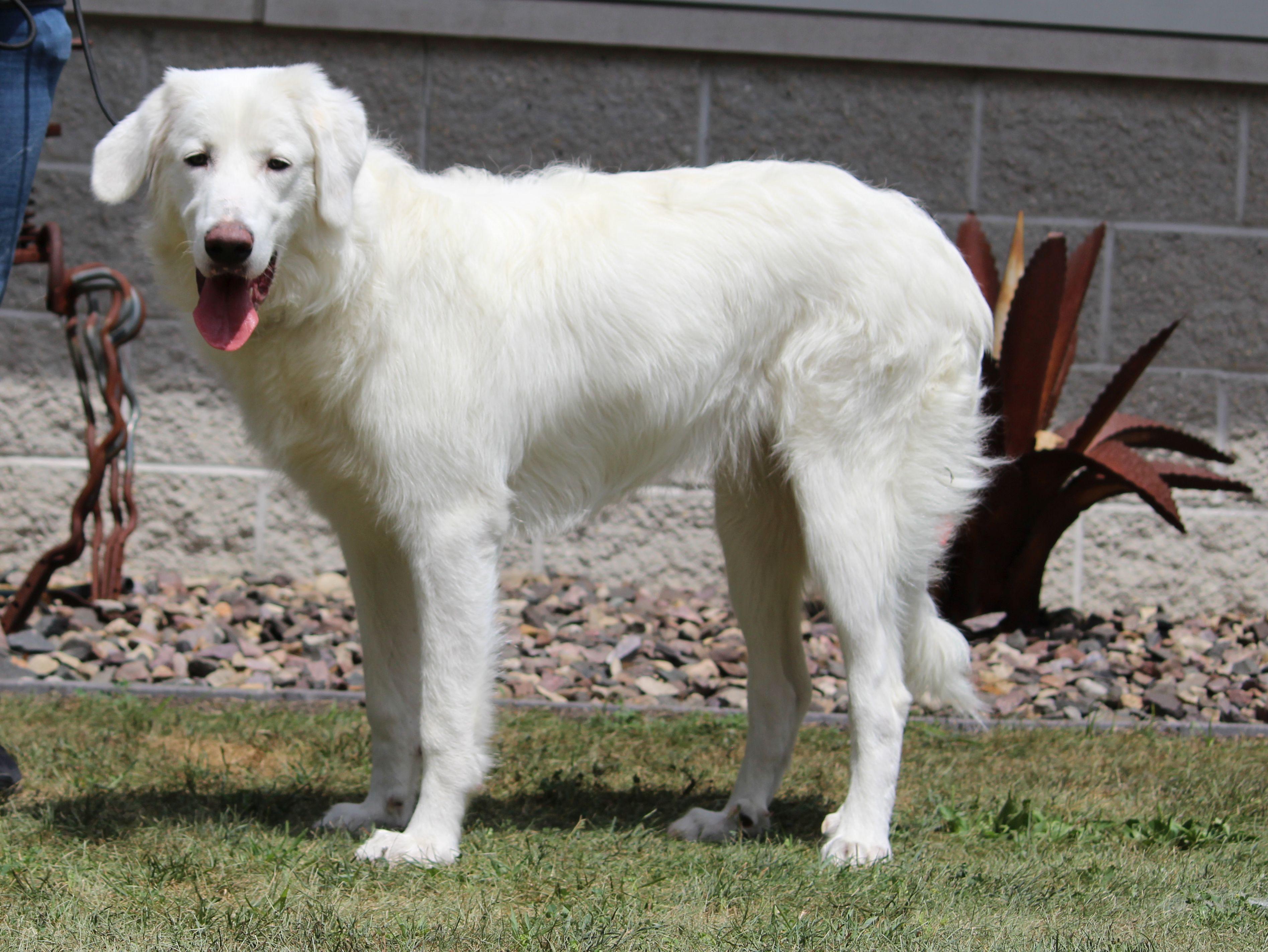 Enlarge Maggie, a ADOPTABLE mixed breed in Portage, WI image 4/4