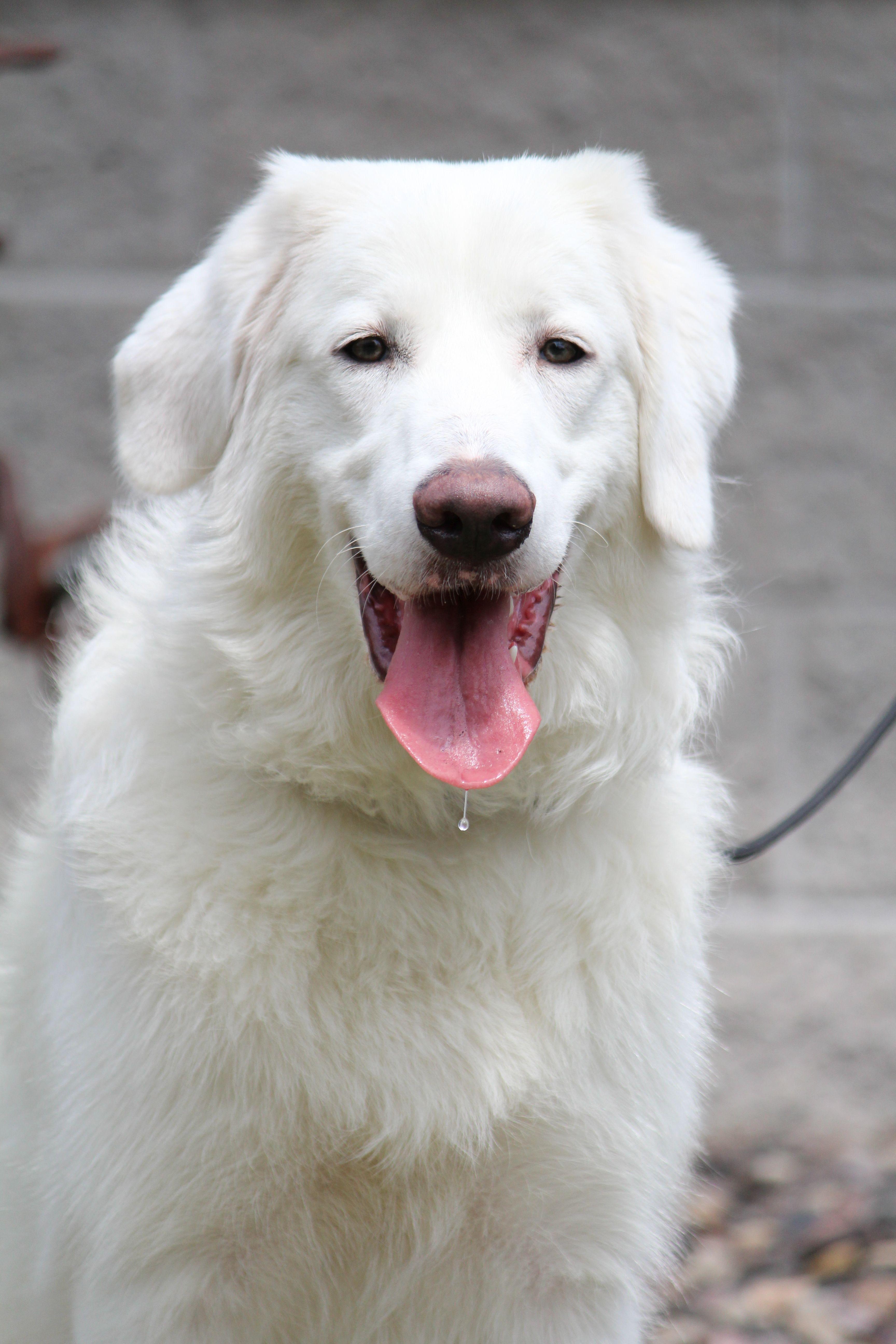 Enlarge Maggie, a ADOPTABLE mixed breed in Portage, WI image 2/4