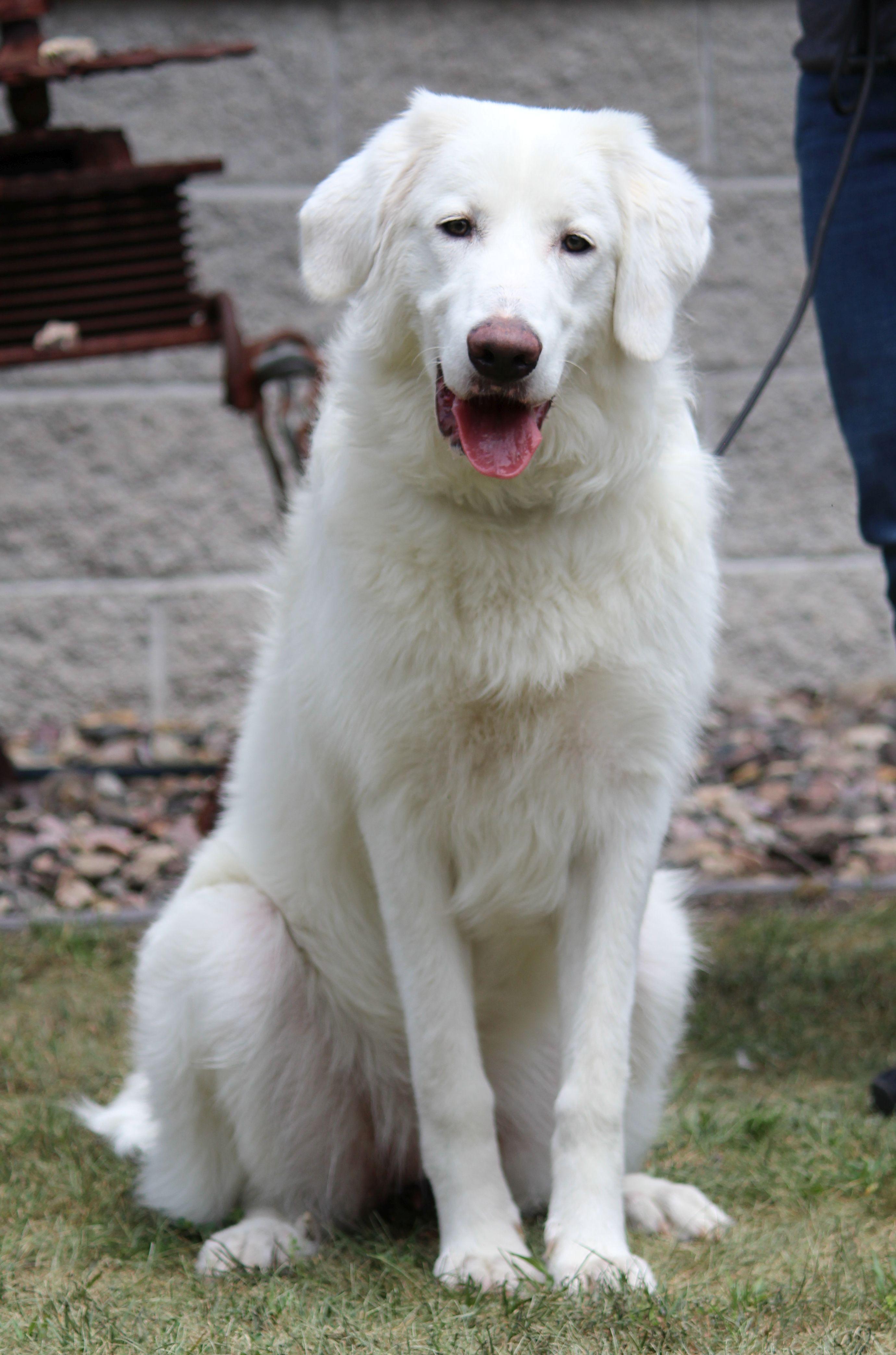 Maggie, ADOPTABLE, Young Female Great Pyrenees & Anatolian Shepherd.