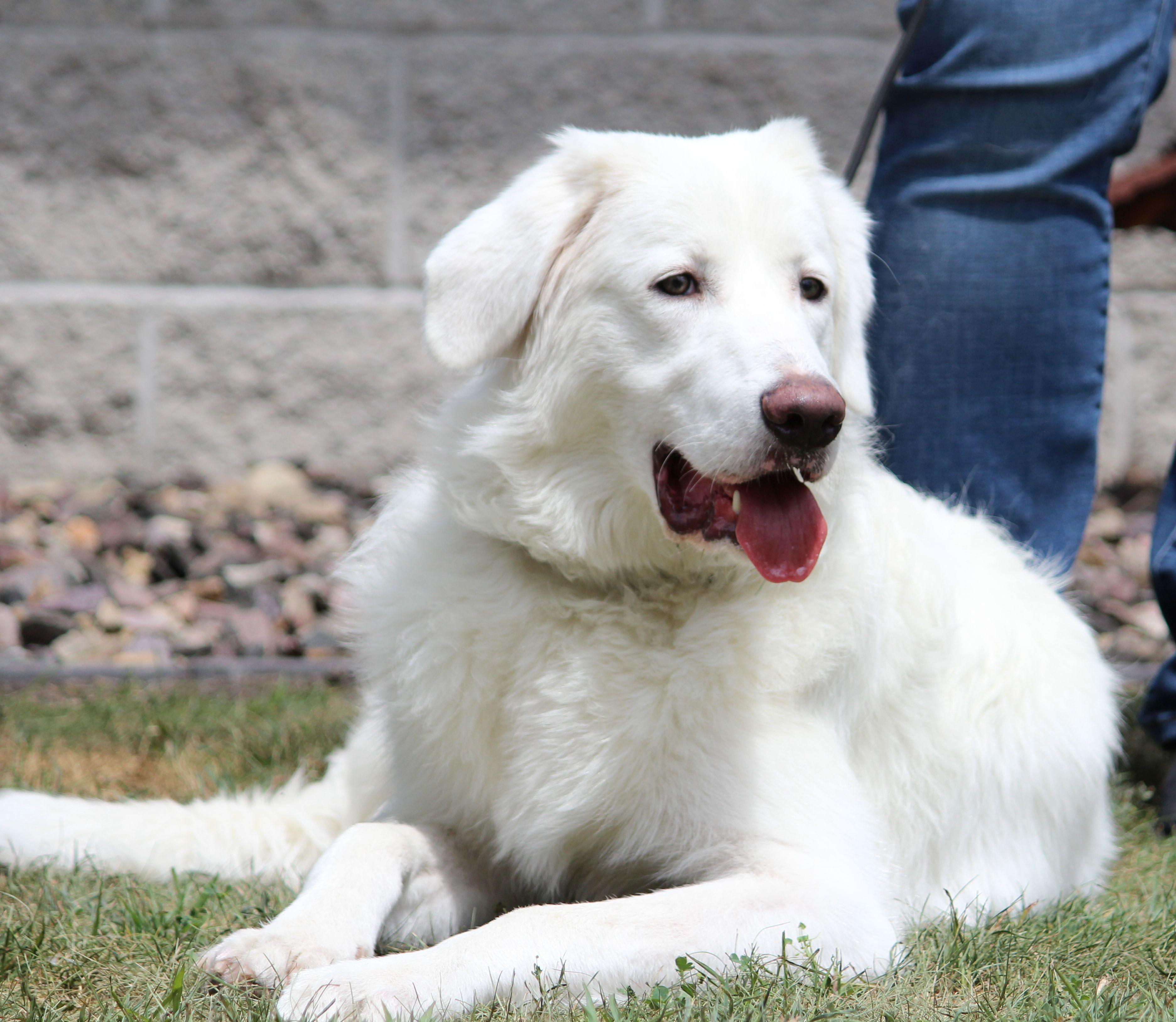 Enlarge Maggie, a ADOPTABLE mixed breed in Portage, WI image 3/4