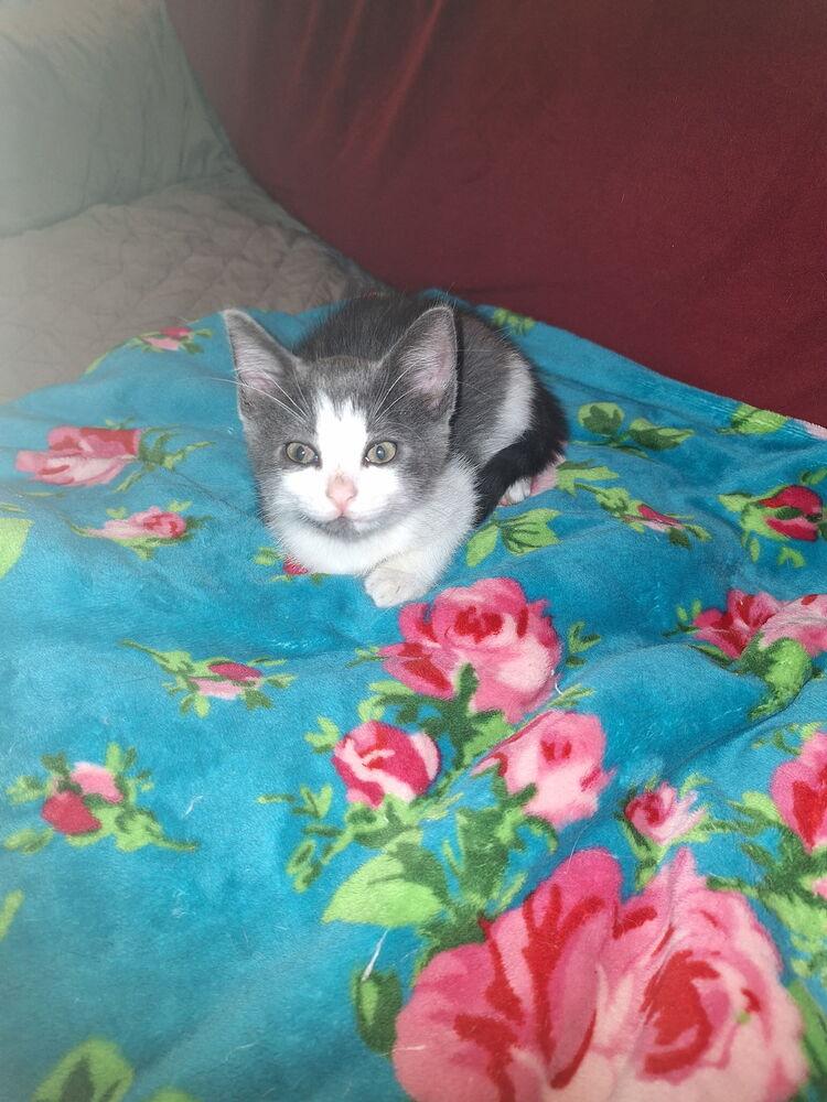 Spyro- (Bonded with Mushu), Adoptable, Kitten Male Domestic Long Hair.