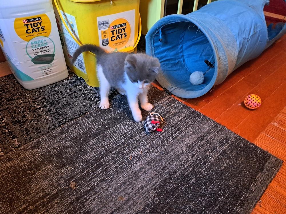 Enlarge Spyro, a Adoptable Domestic Long Hair in Plymouth, MN image 2/3