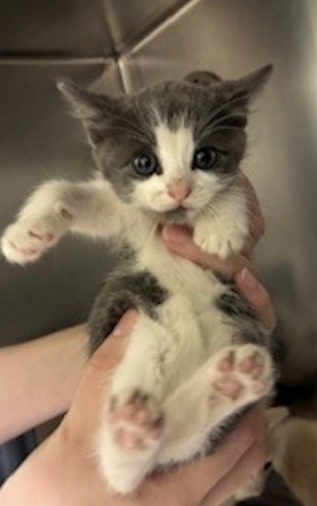 Enlarge Spyro, a Adoptable Domestic Long Hair in Plymouth, MN image 3/3