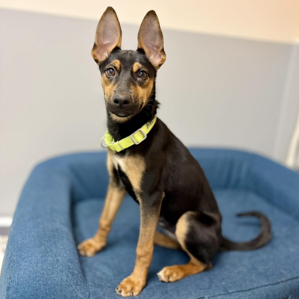 Enlarge Patty, a ADOPTABLE mixed breed in Whitehall, PA image 1/4