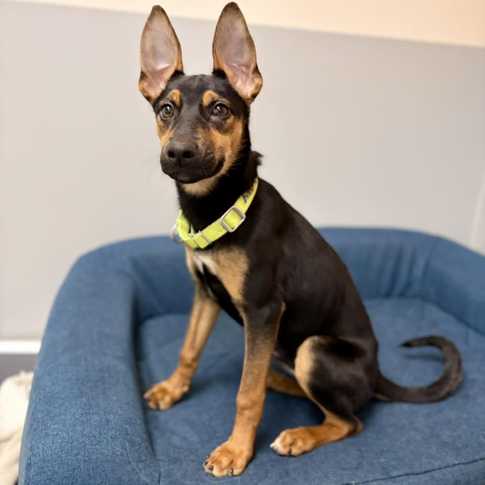 Enlarge Patty, a ADOPTABLE mixed breed in Whitehall, PA image 2/4