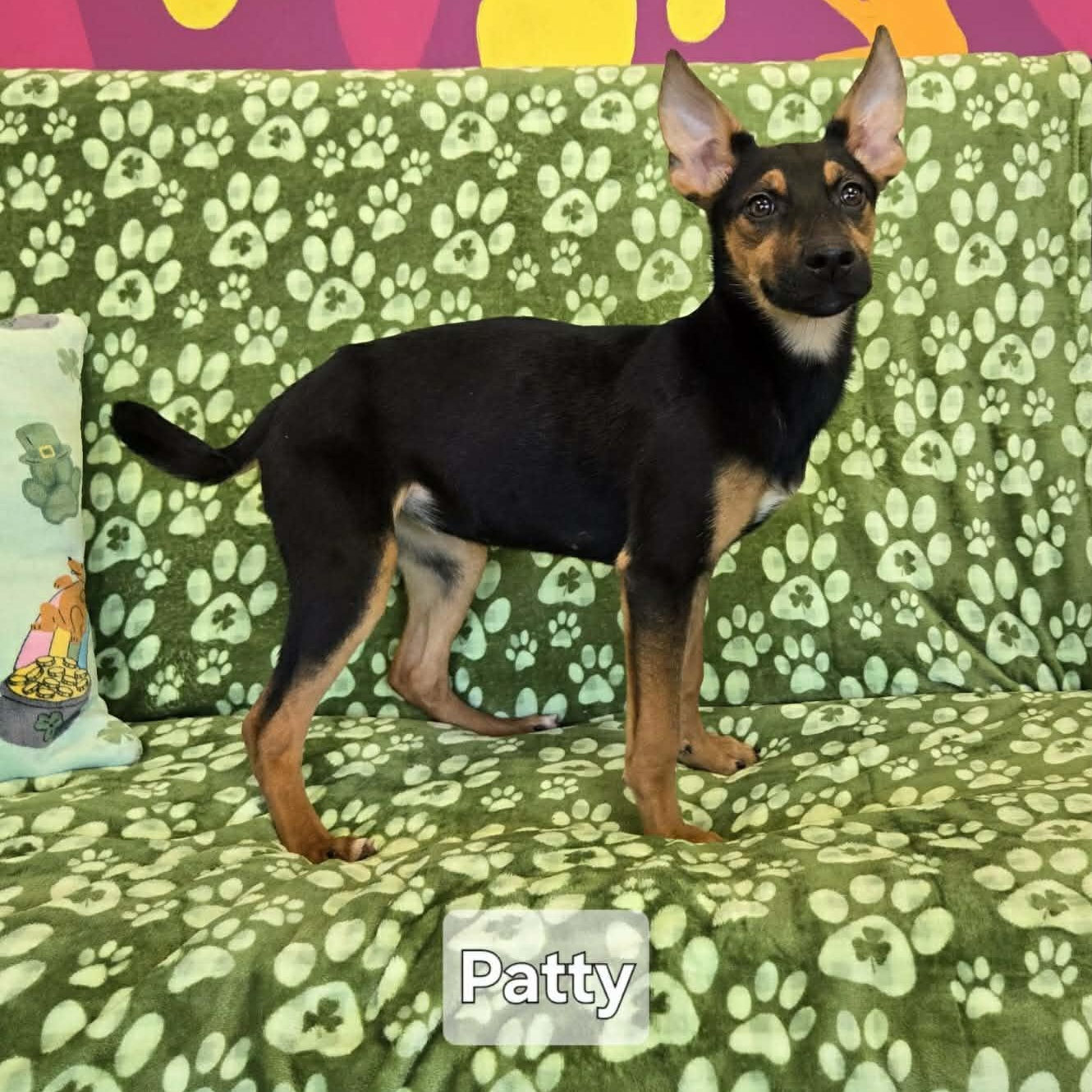 Enlarge Patty, a ADOPTABLE mixed breed in Whitehall, PA image 4/4