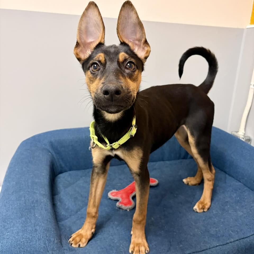 Enlarge Patty, a ADOPTABLE mixed breed in Whitehall, PA image 3/4