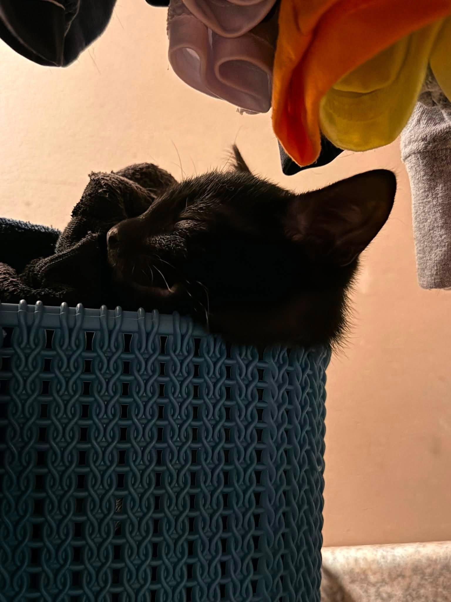 Oscar, Adoptable, Kitten Male Domestic Short Hair.
