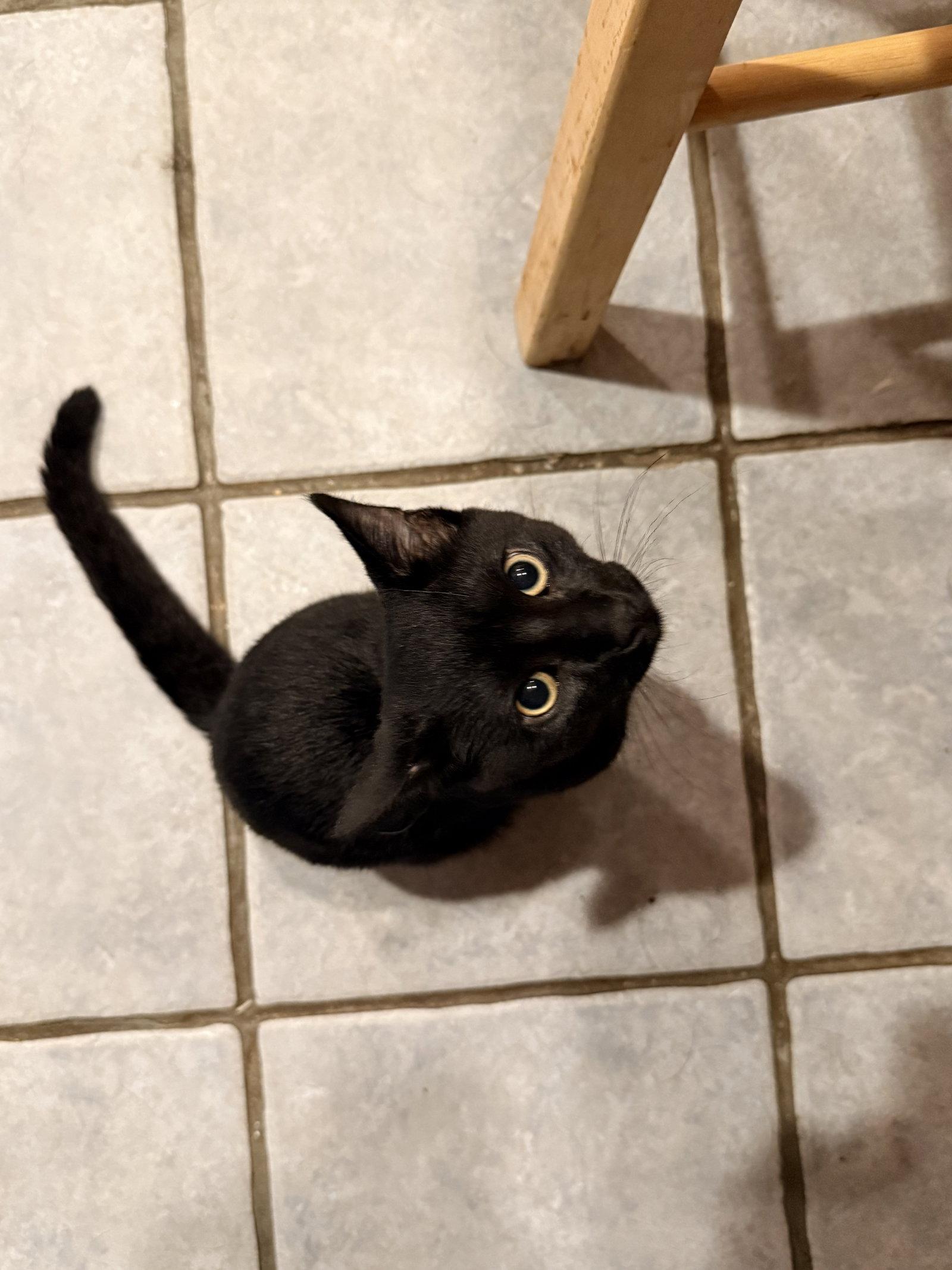 Oscar, a Adoptable Domestic Short Hair in Forest Hill, MD image 3/3