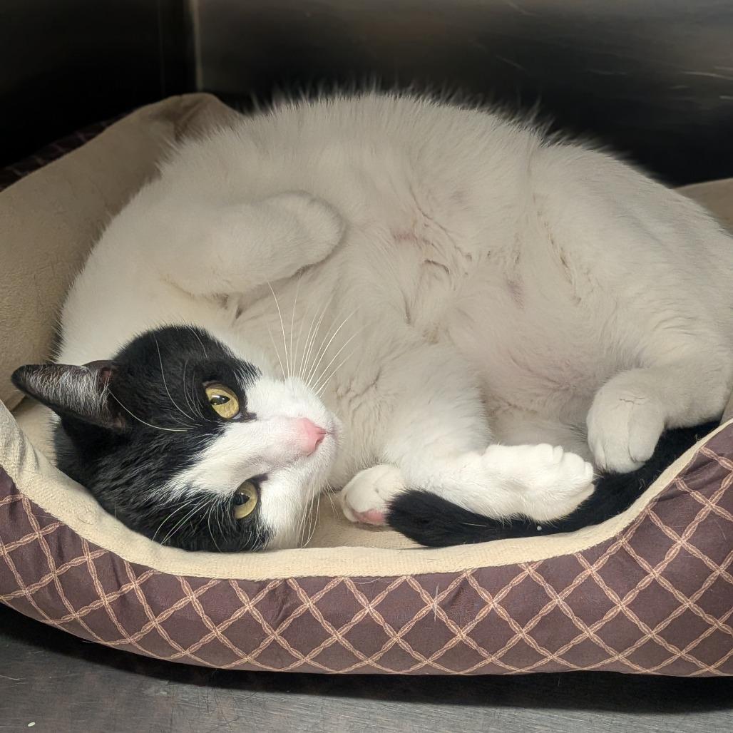 Enlarge George, a Adoptable Domestic Short Hair in Prairie du Chien, WI image 1/2