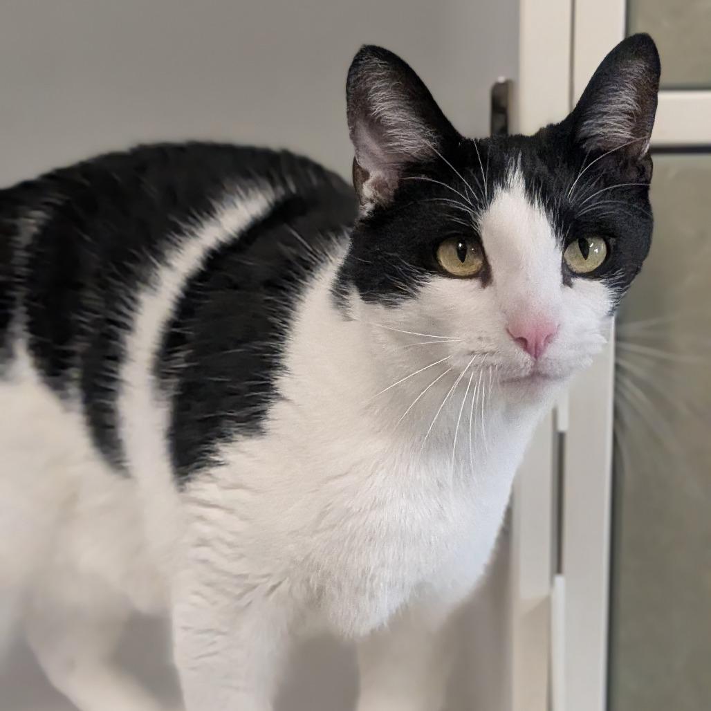 Enlarge George, a Adoptable Domestic Short Hair in Prairie du Chien, WI image 2/2