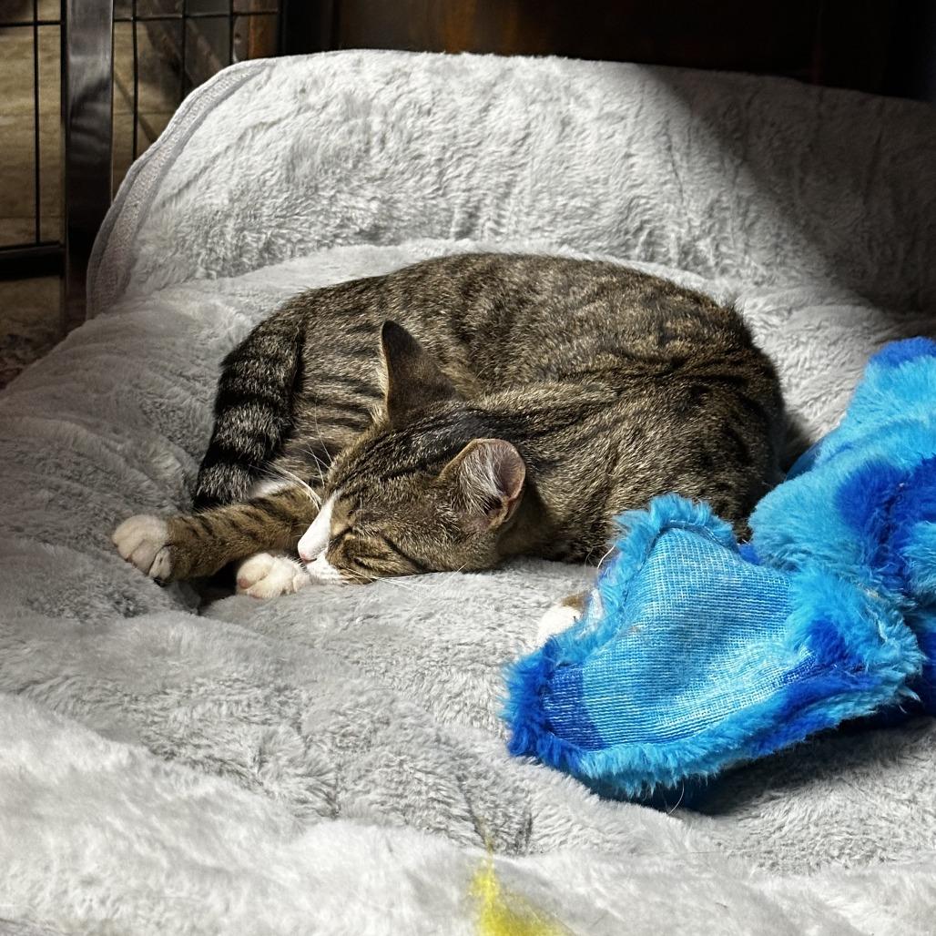 Benji, Adoptable, Adult Male Domestic Short Hair.
