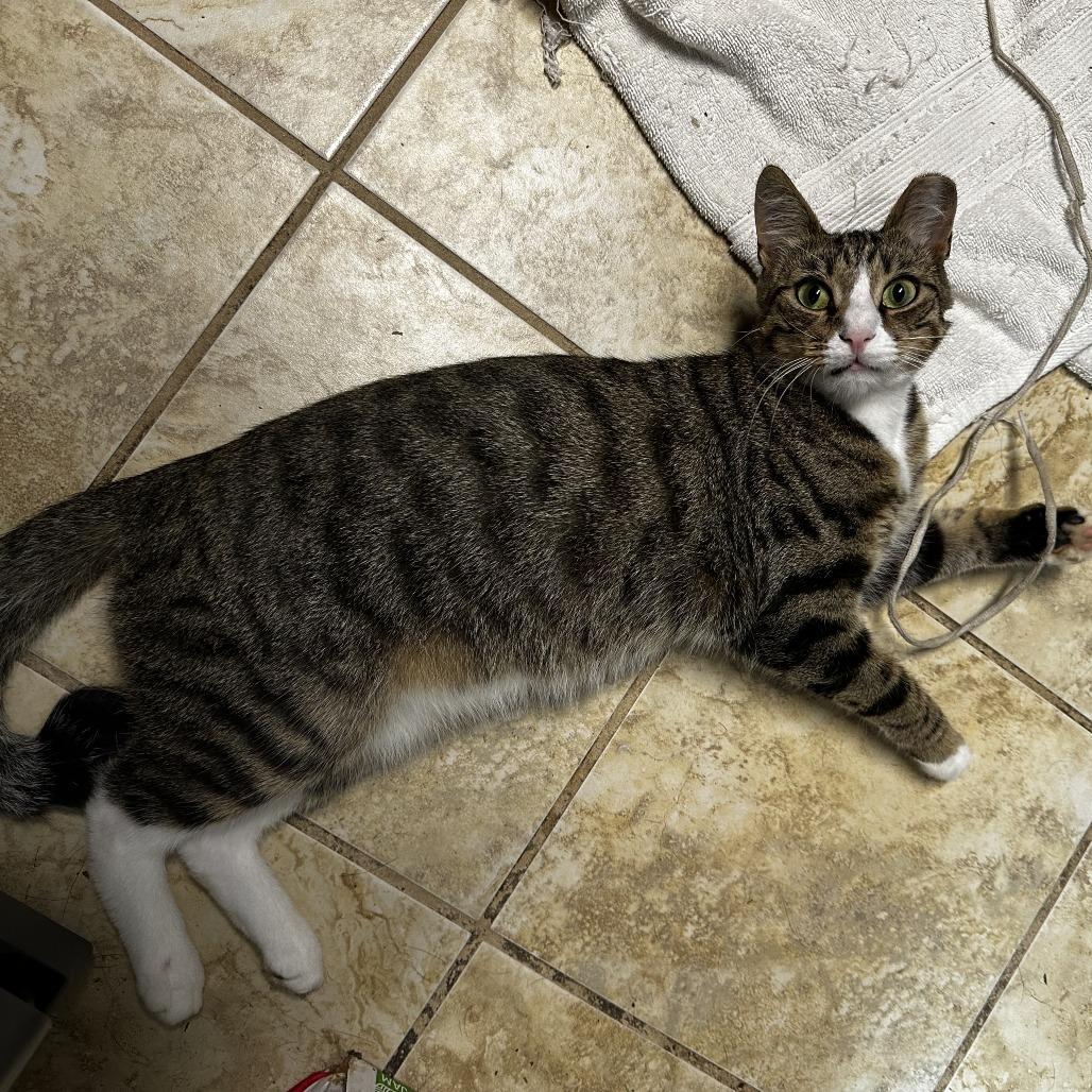 Enlarge Benji, a Adoptable Domestic Short Hair in Charlottesville, VA image 2/5