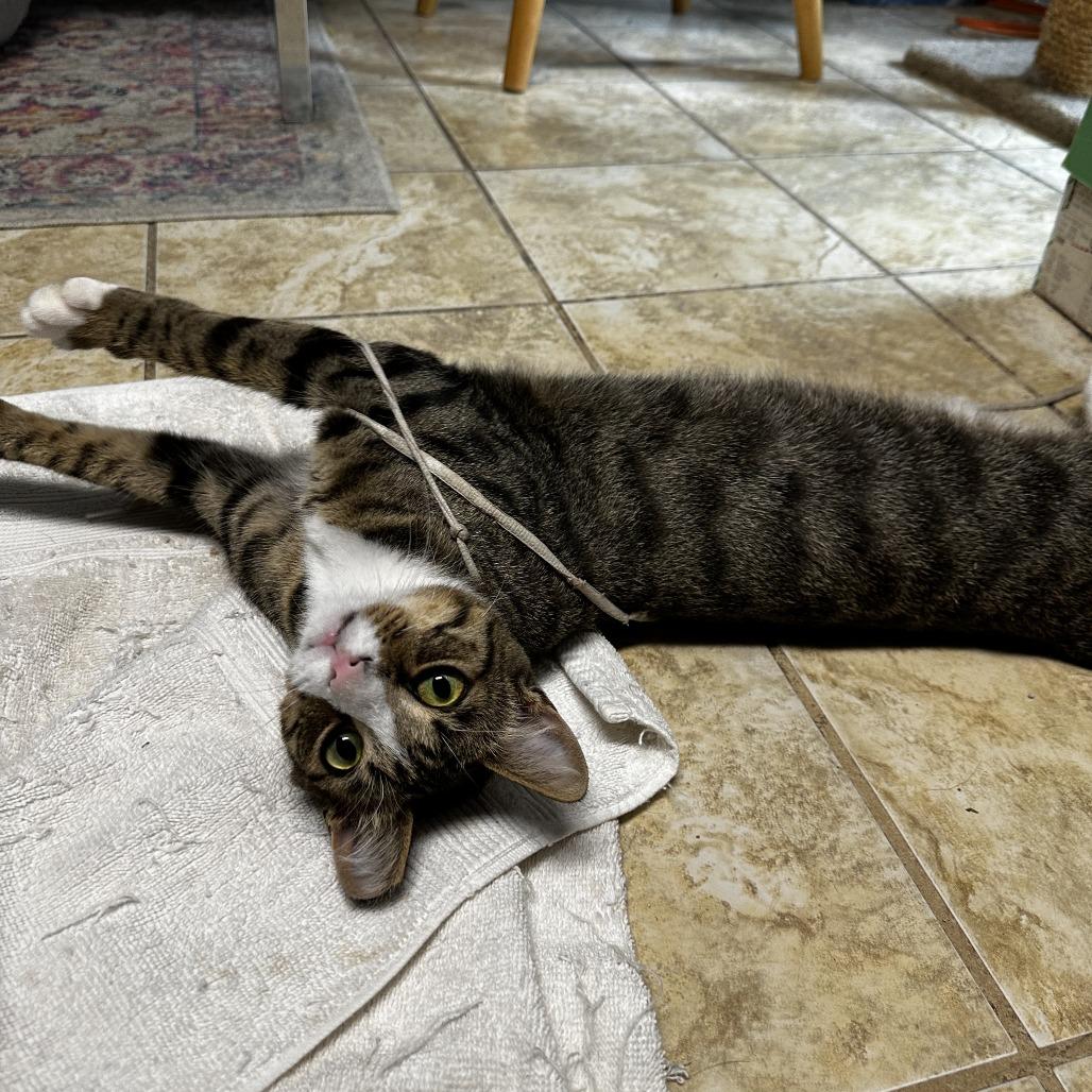Enlarge Benji, a Adoptable Domestic Short Hair in Charlottesville, VA image 3/5