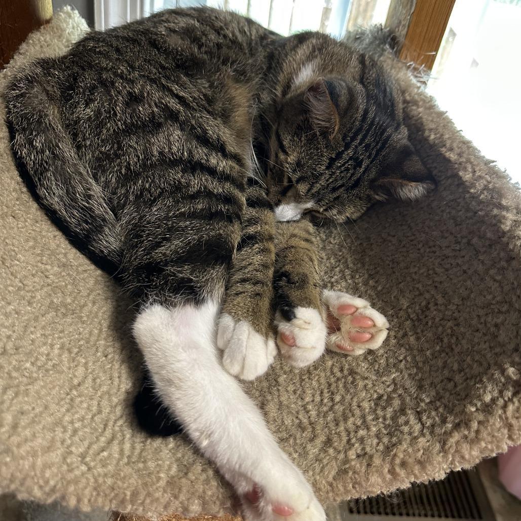 Enlarge Benji, a Adoptable Domestic Short Hair in Charlottesville, VA image 4/5