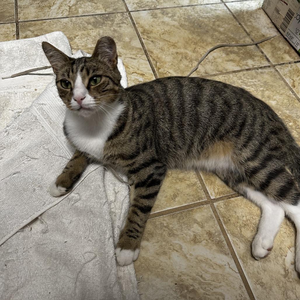 Enlarge Benji, a Adoptable Domestic Short Hair in Charlottesville, VA image 5/5