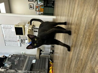 Cassandra, a Adopted Domestic Short Hair in Santa Clarita, CA image 2/4