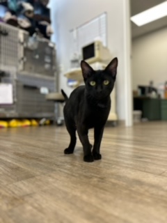 Cassandra, a Adopted Domestic Short Hair in Santa Clarita, CA image 1/4