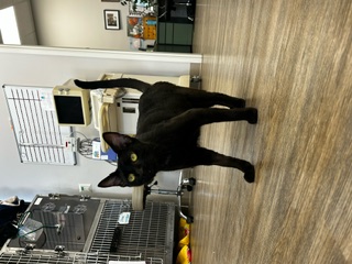 Cassandra, a Adopted Domestic Short Hair in Santa Clarita, CA image 4/4