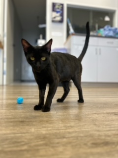 Cassandra, a Adopted Domestic Short Hair in Santa Clarita, CA image 3/4