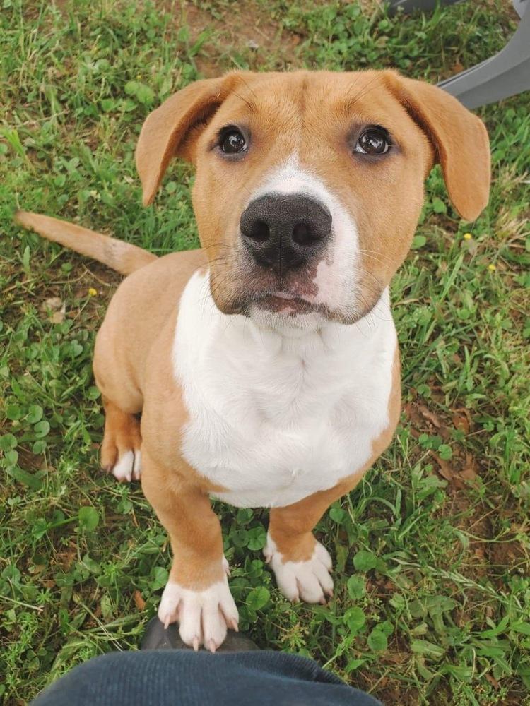 Enlarge Birch, a Adopted mixed breed in Sealy, TX image 1/5