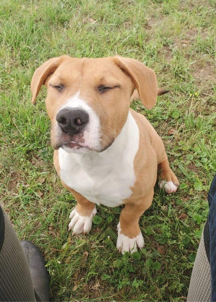 Enlarge Birch, a Adopted mixed breed in Sealy, TX image 2/5