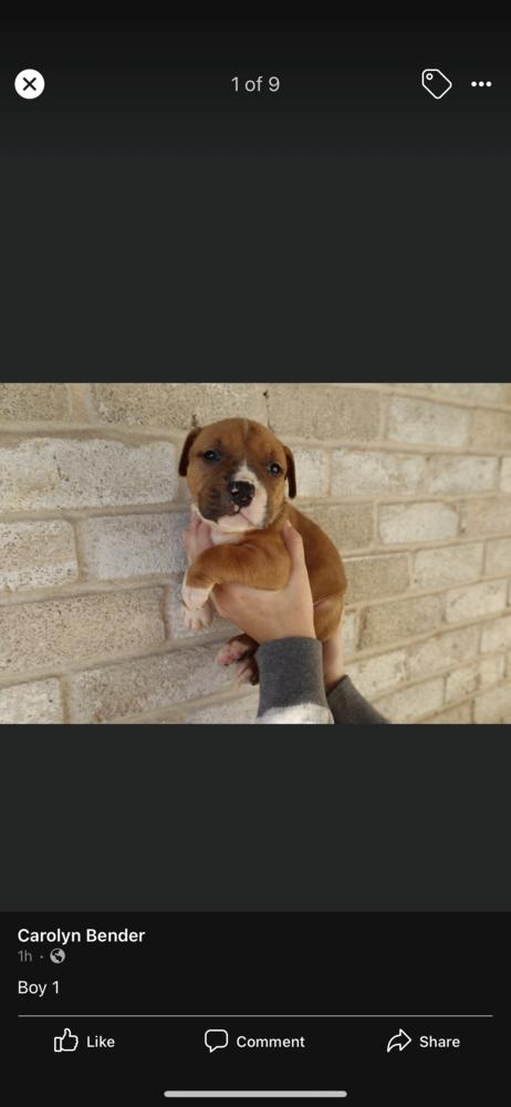 Enlarge Birch, a Adopted mixed breed in Sealy, TX image 3/5