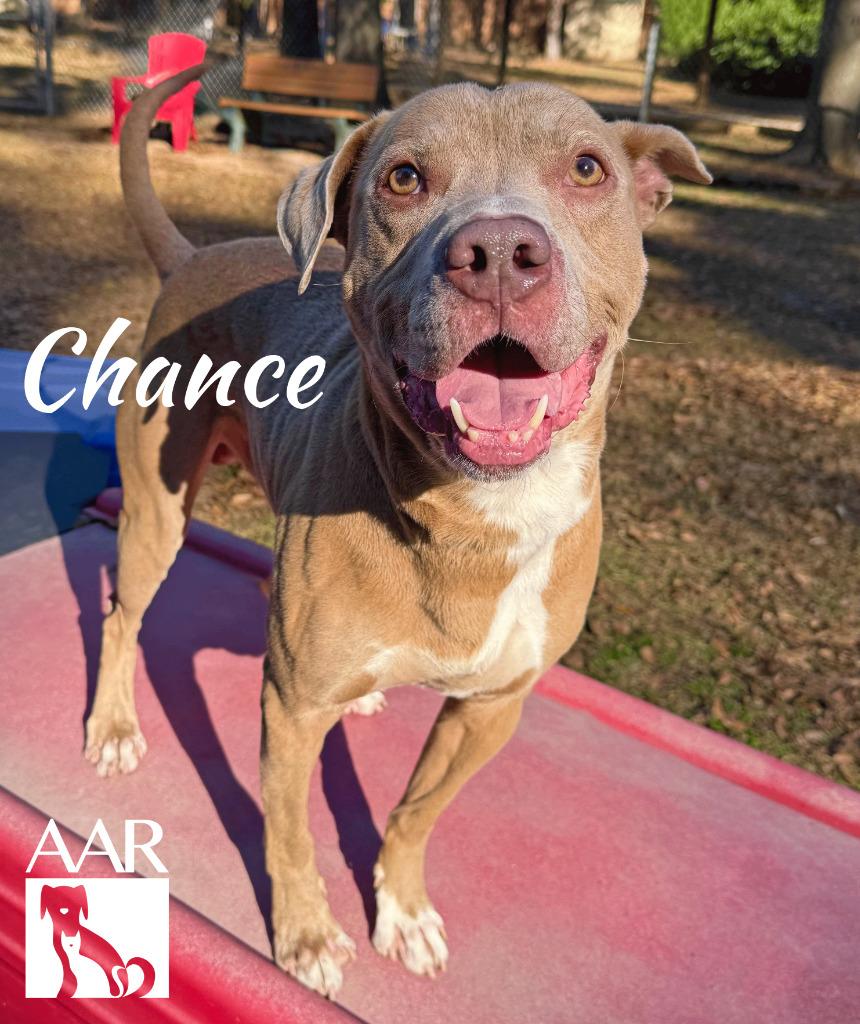 Chance, Adoptable, Adult Male Pit Bull Terrier & Weimaraner.