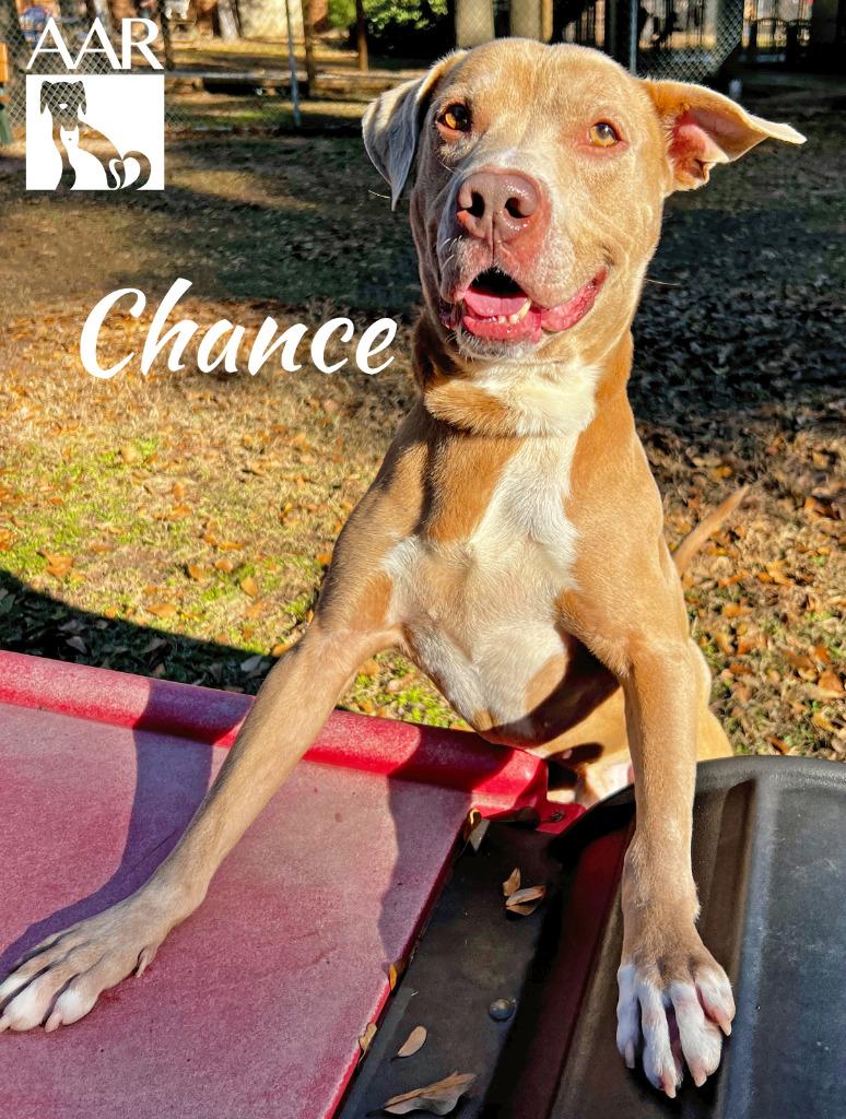 Enlarge Chance, a Adoptable mixed breed in Magnolia, TX image 4/6