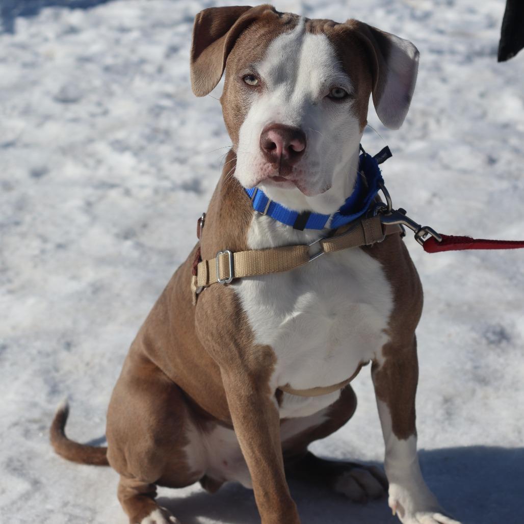 Versace, Adoptable, Young Male Mixed Breed.